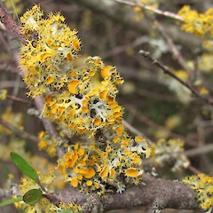 On saltmarsh ribbonwood, Lake Forsyth, Canterbury.<br>Photographer: Melissa Hutchison, Date taken: 27/04/2019, Licence: <a target='_blank' href='https://creativecommons.org/licenses/by-nc/4.0'>CC BY-NC</a>. <a class='member-message' href='/nzpcn/why-join-nzpcn/' target='_blank'>Members can view a larger version of this image.</a>