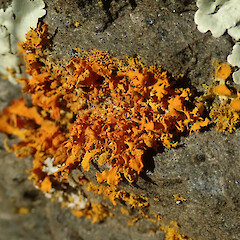 Port Hills, Christchurch.<br>Photographer: Melissa Hutchison, Date taken: 09/08/2020, Licence: <a target='_blank' href='https://creativecommons.org/licenses/by-nc/4.0'>CC BY-NC</a>. <a class='member-message' href='/nzpcn/why-join-nzpcn/' target='_blank'>Members can view a larger version of this image.</a>