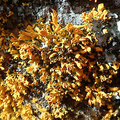 Ōtamahua/Quail Island, Canterbury.<br>Photographer: Melissa Hutchison, Date taken: 18/08/2019, Licence: <a target='_blank' href='https://creativecommons.org/licenses/by-nc/4.0'>CC BY-NC</a>. <a class='member-message' href='/nzpcn/why-join-nzpcn/' target='_blank'>Members can view a larger version of this image.</a>