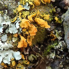 Banks Peninsula.<br>Photographer: Melissa Hutchison, Date taken: 23/06/2019, Licence: <a target='_blank' href='https://creativecommons.org/licenses/by-nc/4.0'>CC BY-NC</a>. <a class='member-message' href='/nzpcn/why-join-nzpcn/' target='_blank'>Members can view a larger version of this image.</a>