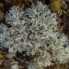 Hinewai Reserve, Banks Peninsula.<br>Photographer: Melissa Hutchison, Date taken: 19/10/2019, Licence: <a target='_blank' href='https://creativecommons.org/licenses/by-nc/4.0'>CC BY-NC</a>. <a class='member-message' href='/nzpcn/why-join-nzpcn/' target='_blank'>Members can view a larger version of this image.</a>