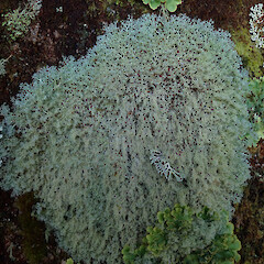 Hinewai Reserve, Banks Peninsula.<br>Photographer: Melissa Hutchison, Date taken: 19/10/2019, Licence: <a target='_blank' href='https://creativecommons.org/licenses/by-nc/4.0'>CC BY-NC</a>. <a class='member-message' href='/nzpcn/why-join-nzpcn/' target='_blank'>Members can view a larger version of this image.</a>