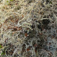 Mt Honey, Campbell Island.<br>Photographer: Melissa Hutchison, Date taken: 06/01/2018, Licence: <a target='_blank' href='https://creativecommons.org/licenses/by-nc/4.0'>CC BY-NC</a>. <a class='member-message' href='/nzpcn/why-join-nzpcn/' target='_blank'>Members can view a larger version of this image.</a>