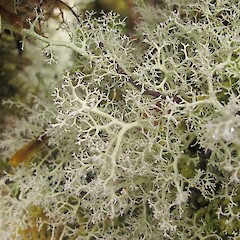 Leifidium tenerum