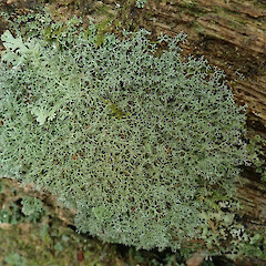 Montgomery Scenic Reserve, Banks Peninsula.<br>Photographer: Melissa Hutchison, Date taken: 16/08/2020, Licence: <a target='_blank' href='https://creativecommons.org/licenses/by-nc/4.0'>CC BY-NC</a>. <a class='member-message' href='/nzpcn/why-join-nzpcn/' target='_blank'>Members can view a larger version of this image.</a>