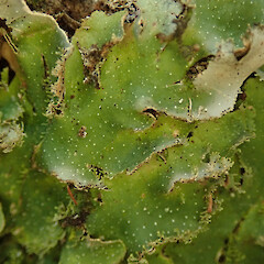 Pseudocyphellaria episticta