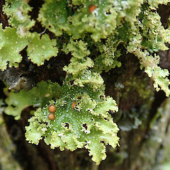 Hunua Ranges.<br>Photographer: Melissa Hutchison, Date taken: 13/07/2019, Licence: <a target='_blank' href='https://creativecommons.org/licenses/by-nc/4.0'>CC BY-NC</a>. <a class='member-message' href='/nzpcn/why-join-nzpcn/' target='_blank'>Members can view a larger version of this image.</a>