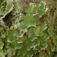 Peel Forest, Canterbury.<br>Photographer: Melissa Hutchison, Date taken: 01/03/2020, Licence: <a target='_blank' href='https://creativecommons.org/licenses/by-nc/4.0'>CC BY-NC</a>. <a class='member-message' href='/nzpcn/why-join-nzpcn/' target='_blank'>Members can view a larger version of this image.</a>