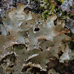 Northland.<br>Photographer: Melissa Hutchison, Date taken: 18/01/2020, Licence: <a target='_blank' href='https://creativecommons.org/licenses/by-nc/4.0'>CC BY-NC</a>. <a class='member-message' href='/nzpcn/why-join-nzpcn/' target='_blank'>Members can view a larger version of this image.</a>