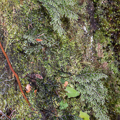 Cobb Valley.<br>Photographer: Jeremy R. Rolfe, Date taken: 17/03/2016, Licence: <a target='_blank' href='https://creativecommons.org/licenses/by/4.0'>CC BY</a>. <a class='member-message' href='/nzpcn/why-join-nzpcn/' target='_blank'>Members can view a larger version of this image.</a>