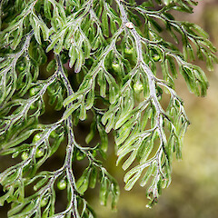Cobb Valley.<br>Photographer: Jeremy R. Rolfe, Date taken: 17/03/2016, Licence: <a target='_blank' href='https://creativecommons.org/licenses/by/4.0'>CC BY</a>. <a class='member-message' href='/nzpcn/why-join-nzpcn/' target='_blank'>Members can view a larger version of this image.</a>
