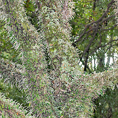 Bartons Bush, Upper Hutt.<br>Photographer: Jeremy R. Rolfe, Date taken: 29/12/2012, Licence: <a target='_blank' href='https://creativecommons.org/licenses/by/4.0'>CC BY</a>.