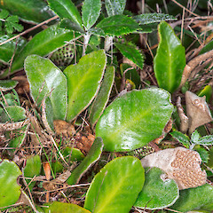 Rangaika, Chatham Island.<br>Photographer: Jeremy R. Rolfe, Date taken: 01/06/2013, Licence: <a target='_blank' href='https://creativecommons.org/licenses/by/4.0'>CC BY</a>.