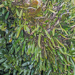 Western Hutt hills.<br>Photographer: Jeremy R. Rolfe, Date taken: 07/09/2013, Licence: <a target='_blank' href='https://creativecommons.org/licenses/by/4.0'>CC BY</a>.