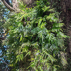 Wainuiomata.<br>Photographer: Jeremy R. Rolfe, Date taken: 15/12/2014, Licence: <a target='_blank' href='https://creativecommons.org/licenses/by/4.0'>CC BY</a>.