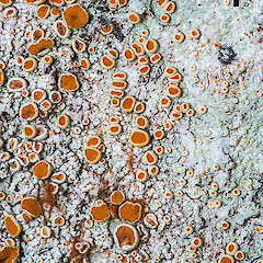 Brigantiaea chrysosticta