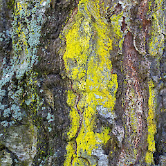 On silver birch (Betula pendula). Lincoln.<br>Photographer: Jeremy R. Rolfe, Date taken: 06/11/2018, Licence: <a target='_blank' href='https://creativecommons.org/licenses/by/4.0'>CC BY</a>. <a class='member-message' href='/nzpcn/why-join-nzpcn/' target='_blank'>Members can view a larger version of this image.</a>