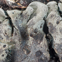 On rewarewa (Knightia excelsa). North Cape.<br>Photographer: Jeremy R. Rolfe, Date taken: 16/11/2010, Licence: <a target='_blank' href='https://creativecommons.org/licenses/by/4.0'>CC BY</a>. <a class='member-message' href='/nzpcn/why-join-nzpcn/' target='_blank'>Members can view a larger version of this image.</a>