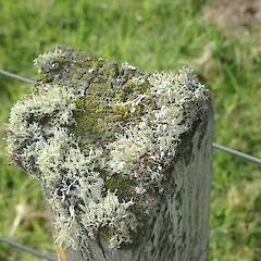 On fence post.<br>Photographer: Marley Ford, Licence: <a target='_blank' href='https://creativecommons.org/licenses/by-nc/4.0'>CC BY-NC</a>. <a class='member-message' href='/nzpcn/why-join-nzpcn/' target='_blank'>Members can view a larger version of this image.</a>