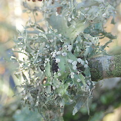 Aberrant polluted from.<br>Photographer: Marley Ford, Licence: <a target='_blank' href='https://creativecommons.org/licenses/by-nc/4.0'>CC BY-NC</a>. <a class='member-message' href='/nzpcn/why-join-nzpcn/' target='_blank'>Members can view a larger version of this image.</a>