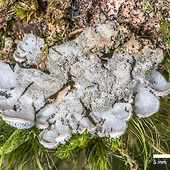 On kamahi (Weinmannia racemosa). Erua Forest.<br>Photographer: Jeremy R. Rolfe, Date taken: 24/11/2013, Licence: <a target='_blank' href='https://creativecommons.org/licenses/by/4.0'>CC BY</a>. <a class='member-message' href='/nzpcn/why-join-nzpcn/' target='_blank'>Members can view a larger version of this image.</a>