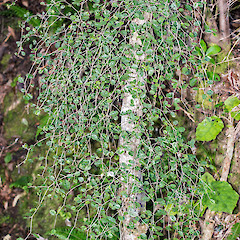 Juvenile foliage. Stokes Valley, Lower Hutt.<br>Photographer: Jeremy R. Rolfe, Date taken: 06/06/2016, Licence: <a target='_blank' href='https://creativecommons.org/licenses/by/4.0'>CC BY</a>.