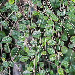 Juvenile foliage. Stokes Valley, Lower Hutt.<br>Photographer: Jeremy R. Rolfe, Date taken: 06/06/2016, Licence: <a target='_blank' href='https://creativecommons.org/licenses/by/4.0'>CC BY</a>.