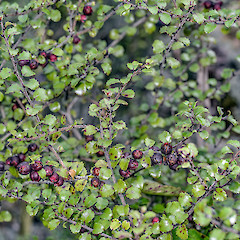 Boulder Hill, Western Hutt hills.<br>Photographer: Jeremy R. Rolfe, Date taken: 02/03/2013, Licence: <a target='_blank' href='https://creativecommons.org/licenses/by/4.0'>CC BY</a>.