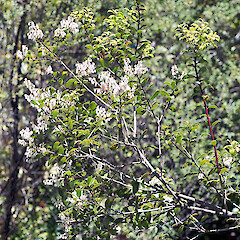 Erua Forest.<br>Photographer: Jeremy R. Rolfe, Date taken: 24/11/2013, Licence: <a target='_blank' href='https://creativecommons.org/licenses/by/4.0'>CC BY</a>. <a class='member-message' href='/nzpcn/why-join-nzpcn/' target='_blank'>Members can view a larger version of this image.</a>