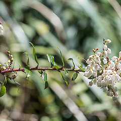 Erua Forest.<br>Photographer: Jeremy R. Rolfe, Date taken: 24/11/2013, Licence: <a target='_blank' href='https://creativecommons.org/licenses/by/4.0'>CC BY</a>. <a class='member-message' href='/nzpcn/why-join-nzpcn/' target='_blank'>Members can view a larger version of this image.</a>