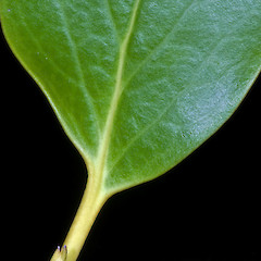 Leaf base slightly uneven.<br>Photographer: Jeremy R. Rolfe, Date taken: 16/04/2008, Licence: <a target='_blank' href='https://creativecommons.org/licenses/by/4.0'>CC BY</a>.