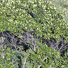 Whareroa, Paekakariki.<br>Photographer: Jeremy R. Rolfe, Date taken: 02/04/2011, Licence: <a target='_blank' href='https://creativecommons.org/licenses/by/4.0'>CC BY</a>.