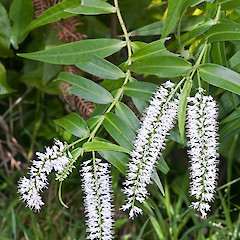 Stokes Valley, Lower Hutt.<br>Photographer: Jeremy R. Rolfe, Date taken: 14/02/2010, Licence: <a target='_blank' href='https://creativecommons.org/licenses/by/4.0'>CC BY</a>.