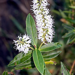 tokatoka Hill, Northland.<br>Photographer: Jeremy R. Rolfe, Date taken: 17/07/2006, Licence: <a target='_blank' href='https://creativecommons.org/licenses/by/4.0'>CC BY</a>.