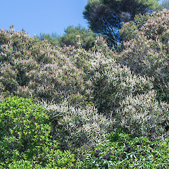 Flowering trees. Stokes Valley, Lower Hutt.<br>Photographer: Jeremy R. Rolfe, Date taken: 23/11/2016, Licence: <a target='_blank' href='https://creativecommons.org/licenses/by/4.0'>CC BY</a>.