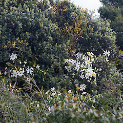 Growing over white rātā (Metrosideros perforata). Western Hutt hills.<br>Photographer: Jeremy R. Rolfe, Date taken: 24/08/2013, Licence: <a target='_blank' href='https://creativecommons.org/licenses/by/4.0'>CC BY</a>. <a class='member-message' href='/nzpcn/why-join-nzpcn/' target='_blank'>Members can view a larger version of this image.</a>