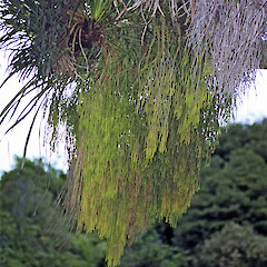 Akatarawa River.<br>Photographer: Jeremy R. Rolfe, Date taken: 10/06/1984, Licence: <a target='_blank' href='https://creativecommons.org/licenses/by/4.0'>CC BY</a>. <a class='member-message' href='/nzpcn/why-join-nzpcn/' target='_blank'>Members can view a larger version of this image.</a>