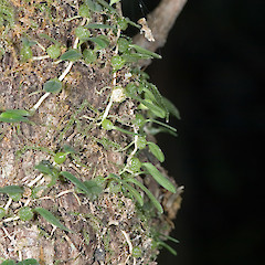 Silverstream Scenic Reserve, Upper Hutt.<br>Photographer: Jeremy R. Rolfe, Date taken: 18/05/2007, Licence: <a target='_blank' href='https://creativecommons.org/licenses/by/4.0'>CC BY</a>.