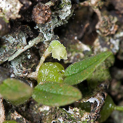Silverstream Scenic Reserve, Upper Hutt.<br>Photographer: Jeremy R. Rolfe, Date taken: 24/12/2006, Licence: <a target='_blank' href='https://creativecommons.org/licenses/by/4.0'>CC BY</a>.