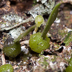 Silverstream Scenic Reserve, Upper Hutt.<br>Photographer: Jeremy R. Rolfe, Date taken: 24/12/2006, Licence: <a target='_blank' href='https://creativecommons.org/licenses/by/4.0'>CC BY</a>.