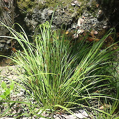 Carex ochrosaccus