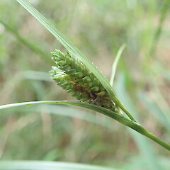 Spikelet.<br>Photographer: Marley Ford, Date taken: 09/12/2021, Licence: <a target='_blank' href='https://creativecommons.org/licenses/by-nc/4.0'>CC BY-NC</a>. <a class='member-message' href='/nzpcn/why-join-nzpcn/' target='_blank'>Members can view a larger version of this image.</a>