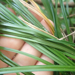 Foliage.<br>Photographer: Marley Ford, Date taken: 09/12/2021, Licence: <a target='_blank' href='https://creativecommons.org/licenses/by-nc/4.0'>CC BY-NC</a>. <a class='member-message' href='/nzpcn/why-join-nzpcn/' target='_blank'>Members can view a larger version of this image.</a>