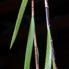 Earina mucronata (left) and E. aestivalis (right). E. aestivalis has a wider leaf, and more, larger blotches.<br>Photographer: Jeremy R. Rolfe, Date taken: 18/01/2009, Licence: <a target='_blank' href='https://creativecommons.org/licenses/by/4.0'>CC BY</a>.