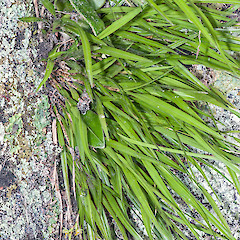 Upper Hutt.<br>Photographer: Jeremy R. Rolfe, Date taken: 29/12/2012, Licence: <a target='_blank' href='https://creativecommons.org/licenses/by/4.0'>CC BY</a>.