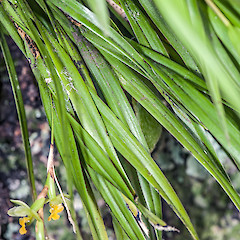 Upper Hutt.<br>Photographer: Jeremy R. Rolfe, Date taken: 29/12/2012, Licence: <a target='_blank' href='https://creativecommons.org/licenses/by/4.0'>CC BY</a>.