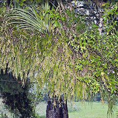 Tararua Forest Park.<br>Photographer: Jeremy R. Rolfe, Date taken: 11/12/2010, Licence: <a target='_blank' href='https://creativecommons.org/licenses/by/4.0'>CC BY</a>.