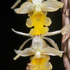 Tararua Forest Park.<br>Photographer: Jeremy R. Rolfe, Date taken: 11/12/2010, Licence: <a target='_blank' href='https://creativecommons.org/licenses/by/4.0'>CC BY</a>.