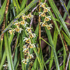 Remutaka Forest Park.<br>Photographer: Jeremy R. Rolfe, Date taken: 15/11/2013, Licence: <a target='_blank' href='https://creativecommons.org/licenses/by/4.0'>CC BY</a>.