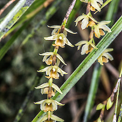 Remutaka Forest Park.<br>Photographer: Jeremy R. Rolfe, Date taken: 15/11/2013, Licence: <a target='_blank' href='https://creativecommons.org/licenses/by/4.0'>CC BY</a>.